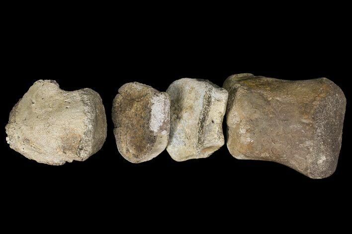 Composite Hadrosaur Finger - Alberta (Disposition #-) #100752